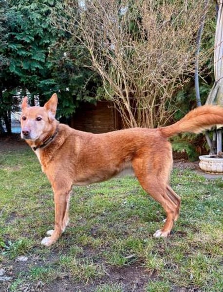 Menschenbezogener Lapa