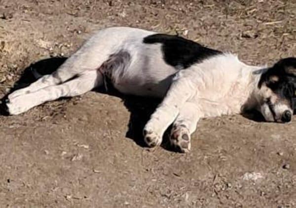 Vidar, kleiner Hundemann auf der Suche