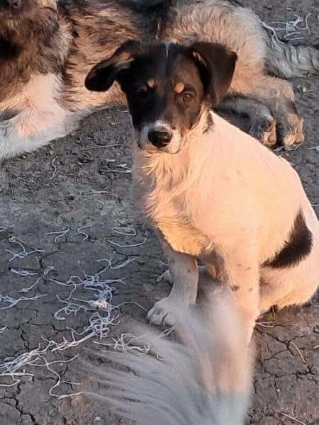 Vidar, kleiner Hundemann auf der Suche