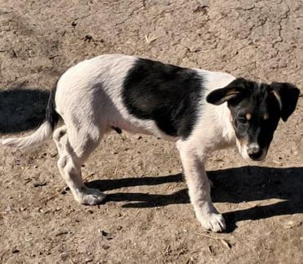 Vidar, kleiner Hundemann auf der Suche