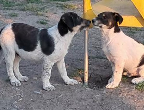 Vidar, kleiner Hundemann auf der Suche