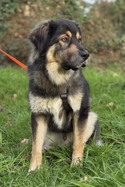 Aramis 💗 wartet in 50169 Kerpen