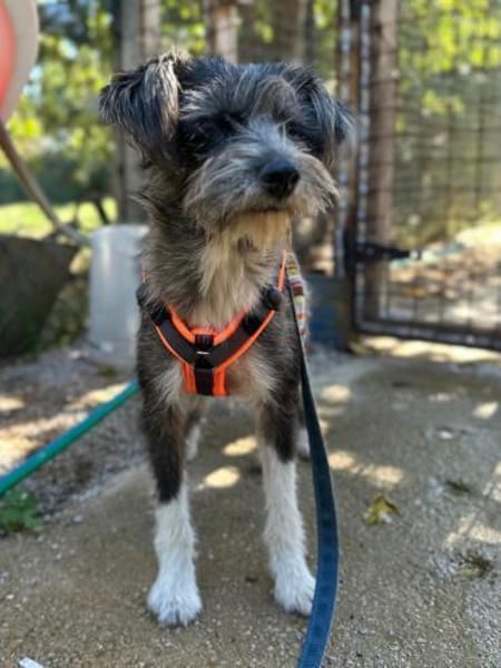 kleine Fritzi auf Pflege in Wiesbaden