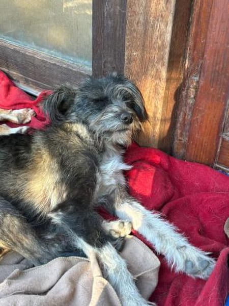 kleine Fritzi auf Pflege in Wiesbaden