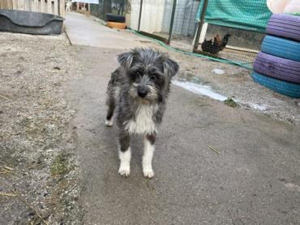 kleine Fritzi auf Pflege in Wiesbaden