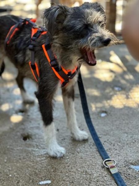 kleine Fritzi auf Pflege in Wiesbaden