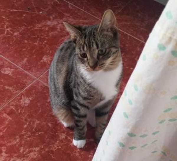 Pechvogel Sara in Köln(ALM)