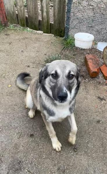 aktive, junge Hündin Dua auf PS Augsburg