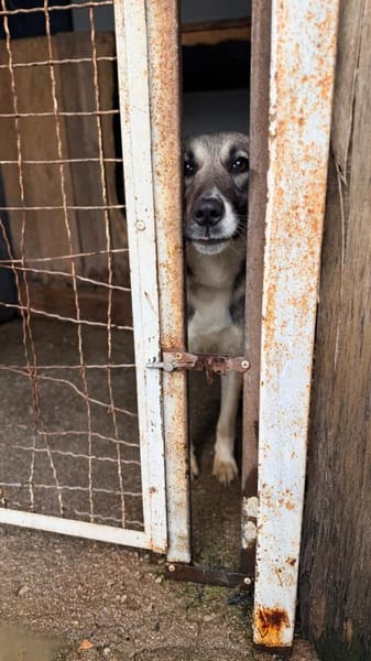 aktive, junge Hündin Dua auf PS Augsburg