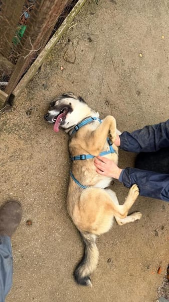 aktive, junge Hündin Dua auf PS Augsburg