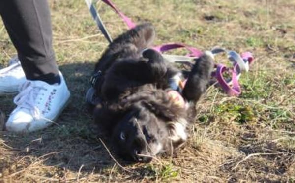 Kleine Göttin Sunna will Herzen erobern