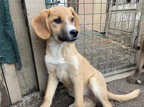 freundl. Peanut auf PS in Leverkusen