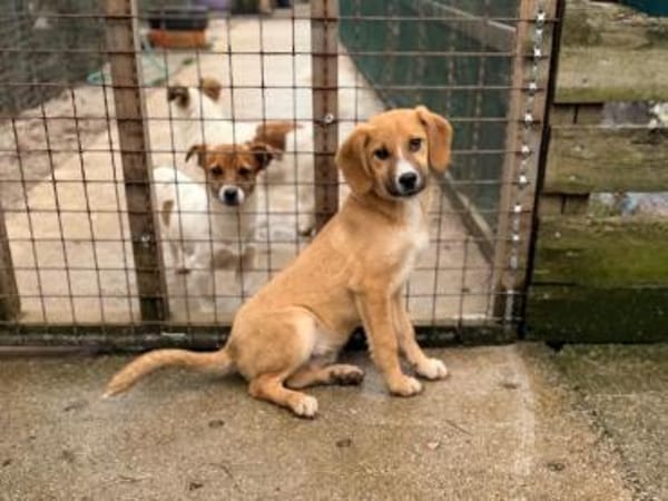 freundl. Peanut auf PS in Leverkusen