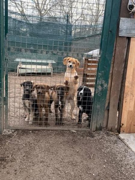 freundl. Peanut auf PS in Leverkusen