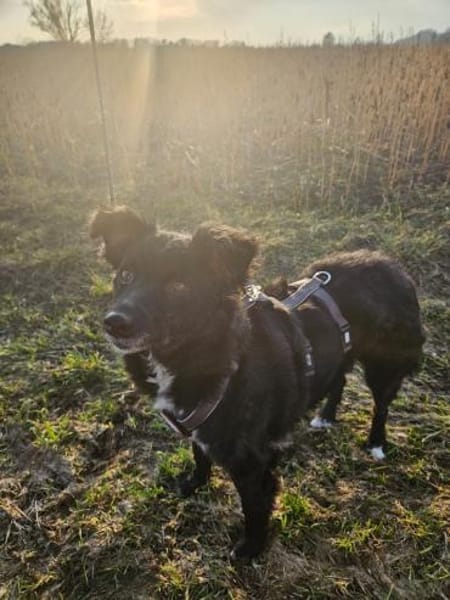 💕Mara💕 sucht ihre Menschen 💕🐾💕