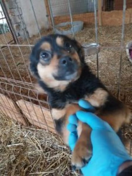 Sorical 33 cm (Pflegestelle)