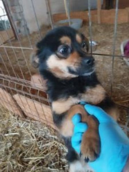 Sorical 33 cm (Pflegestelle)