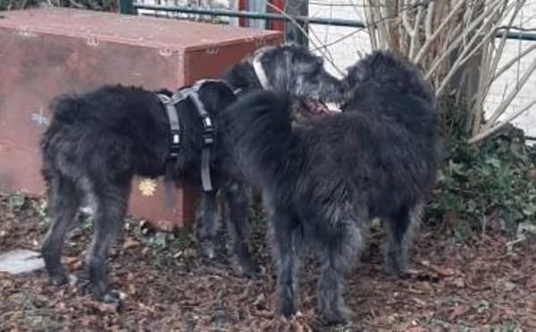 Schenkst du Melody ein neues Leben?