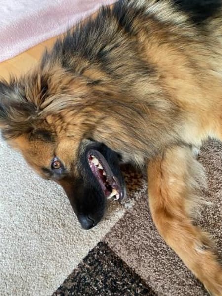 💙Buddy💙 sucht seine Menschen