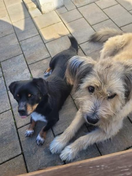 Anton, süßes, kleines Dackelmix Männchen