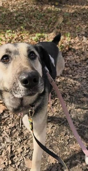 Malia - Möchte kein graues Mäuschen sein