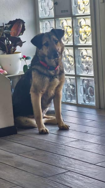 Malia - Möchte kein graues Mäuschen sein