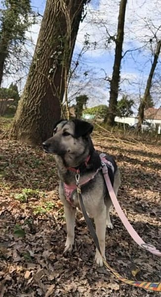 Malia - Möchte kein graues Mäuschen sein