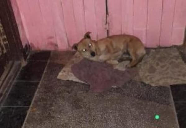 Heino 36 cm (Pflegestelle)