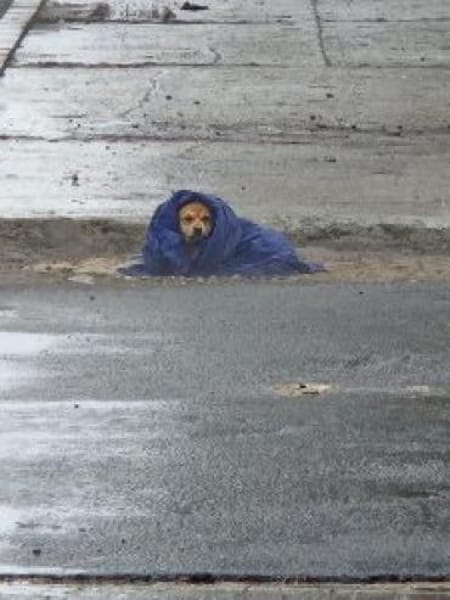 Heino 36 cm (Pflegestelle)