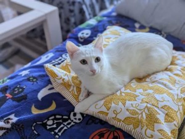 Tuffie - die zarte Schönheit