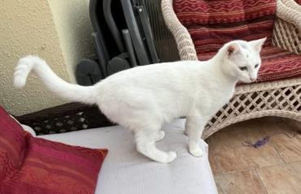 Tuffie - die zarte Schönheit