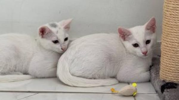 Tuffie - die zarte Schönheit