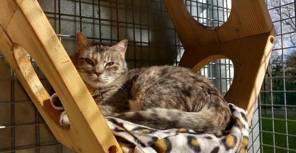 MIRZA QCT (j'ai trouvé ma famille)