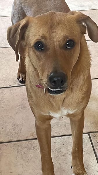 CHOUPY, Mâle berger créole junior