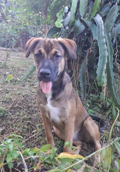 NAMEA, chiot Berger Créole femelle