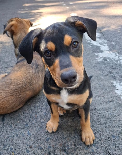 PAPOA, Chiot mâle Berger Créole