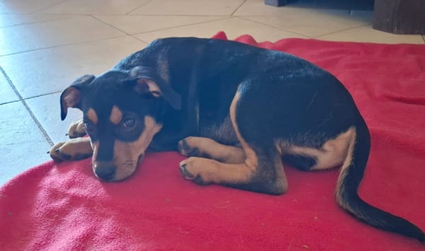 PAPOA, Chiot mâle Berger Créole