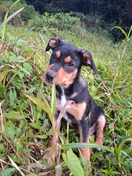 PAPOA, Chiot mâle Berger Créole