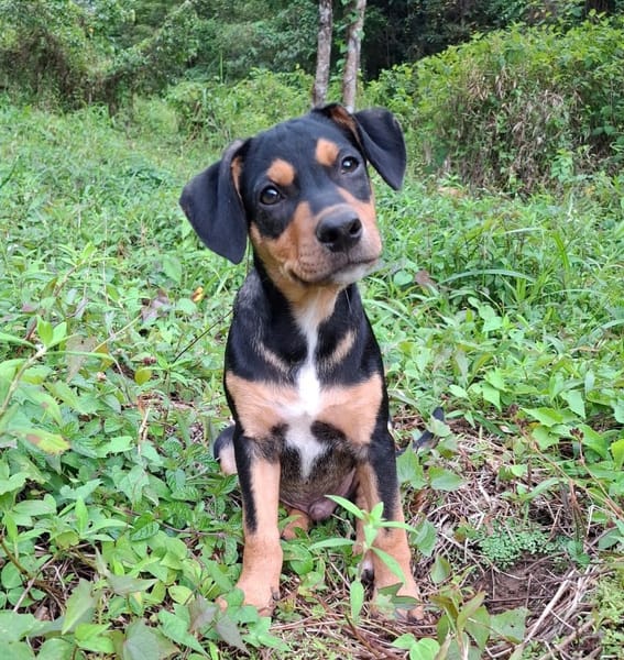 PAPOA, Chiot mâle Berger Créole