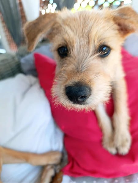 Noisette,  la belle pupuce