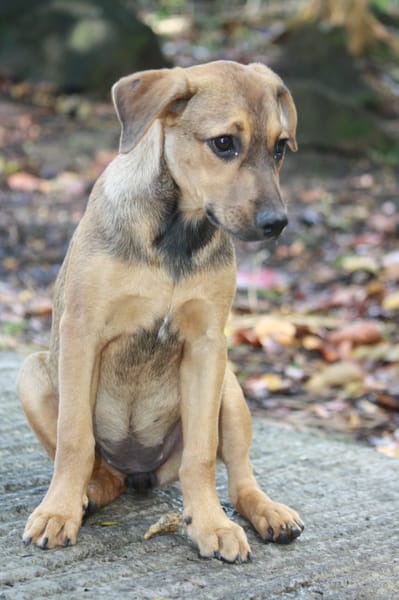 VERA, chiot femelle Berger Créole