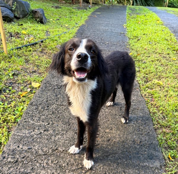 JAPPY, Femelle croisée Border Collie