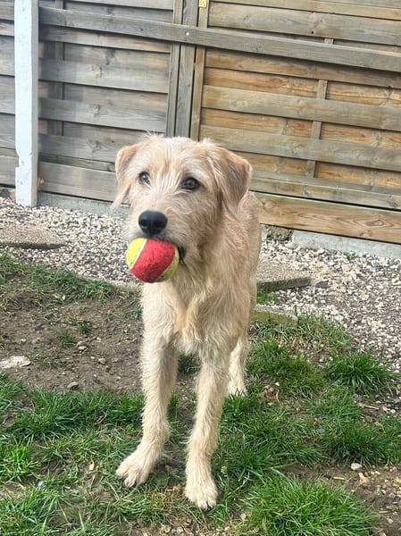 MANHATTAN, Femelle junior croisée