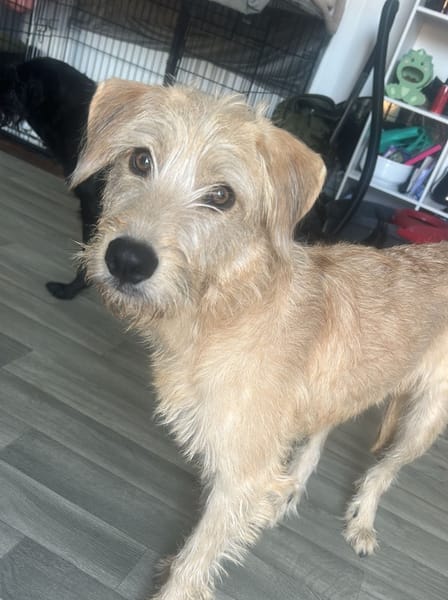 MANHATTAN, Femelle junior croisée