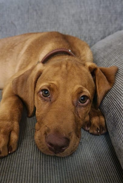 PIYUT, chiot Berger Créole mâle