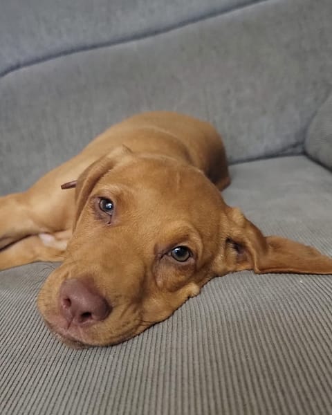 PIYUT, chiot Berger Créole mâle