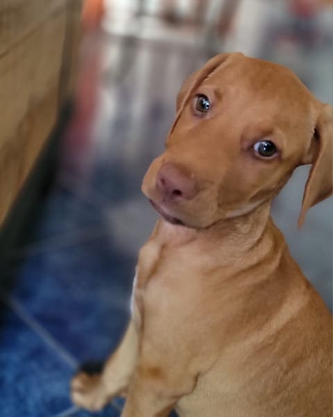 PIYUT, chiot Berger Créole mâle