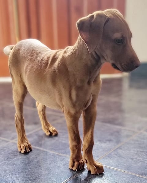 PIYUT, chiot Berger Créole mâle