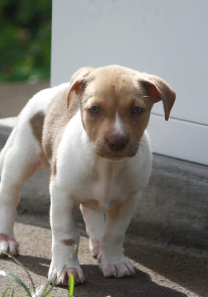 IVOIRE, chiot Berger Créole femelle