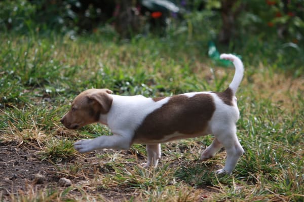 IVOIRE, chiot Berger Créole femelle